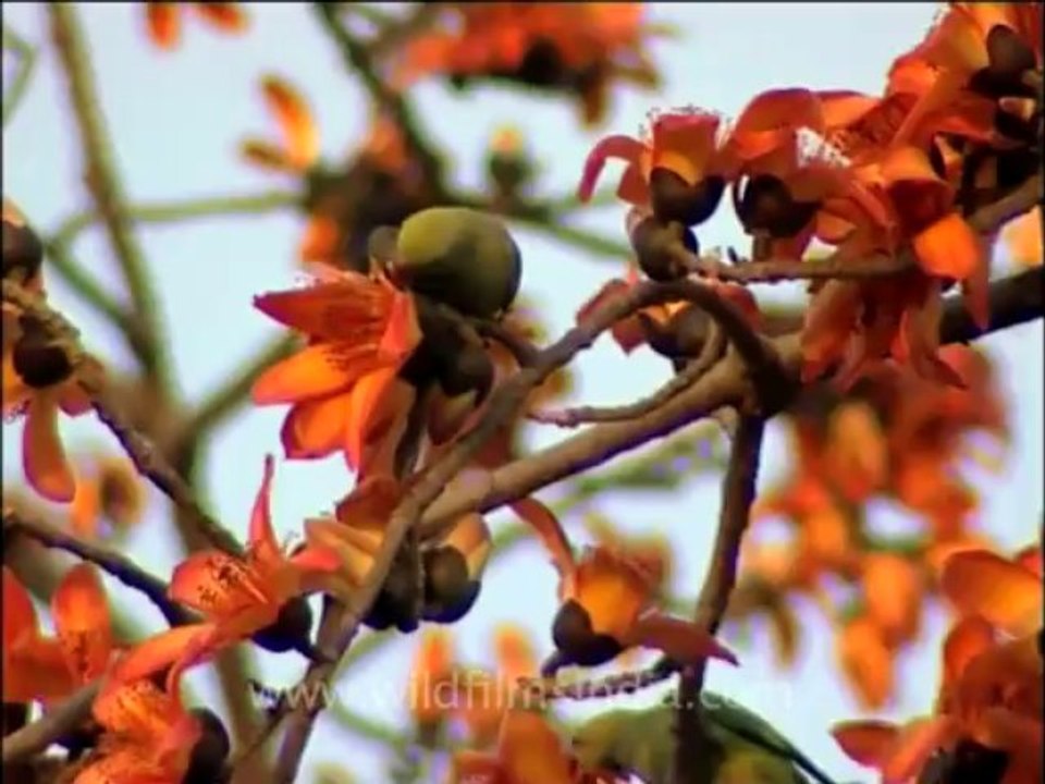 flora trees-4