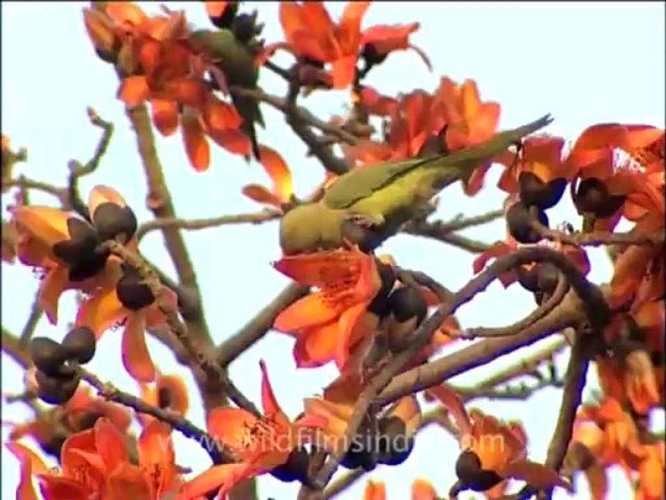 flora trees-5