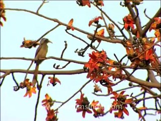 flora trees-6-Hornbill