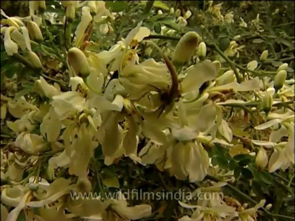 flora trees-8
