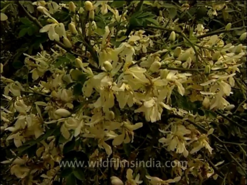 flora trees-9
