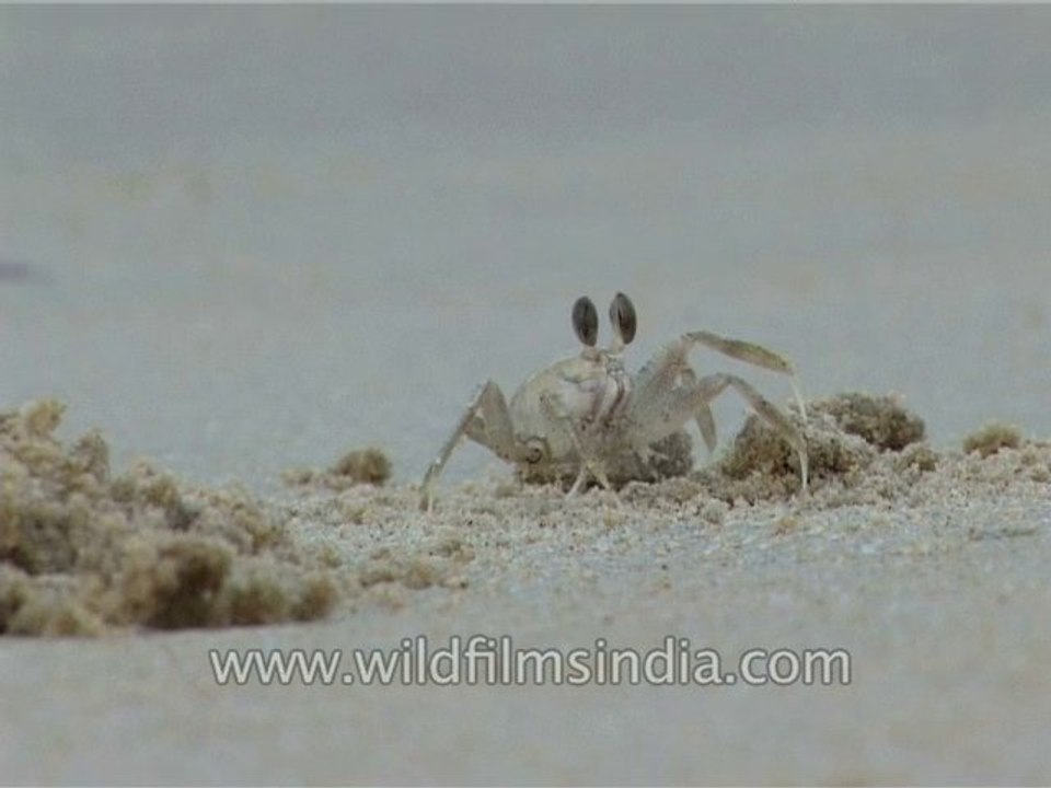 goa-seascape-2