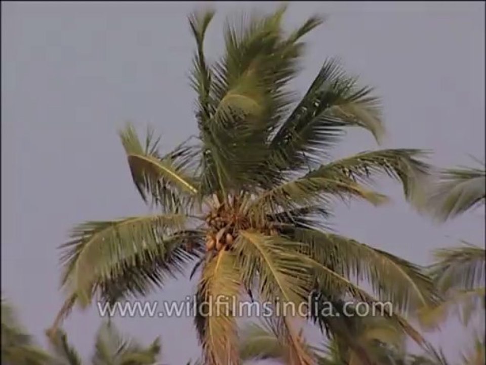 goa-seascape-8