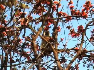 gujarat-gir-3