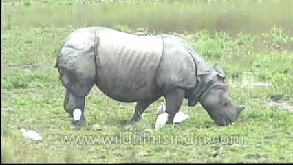 Kaziranga-mdv-583-10