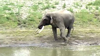 Kaziranga-mdv-583-13