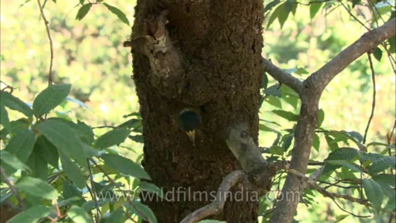 Landour-Bird-Hdc-13