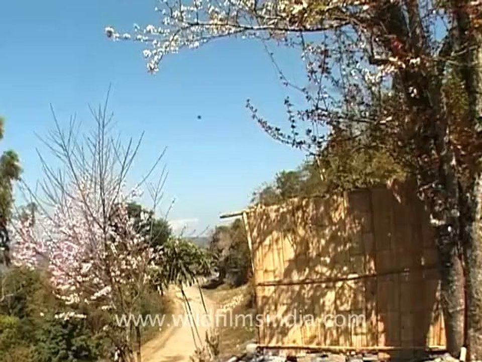 nagaland-15