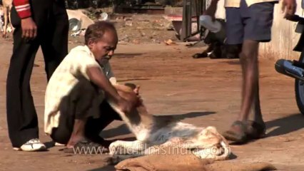 Nagpur-cows-hdv-5-3