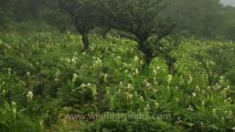 Pune-Mahabaleshwar-chavar flower-4