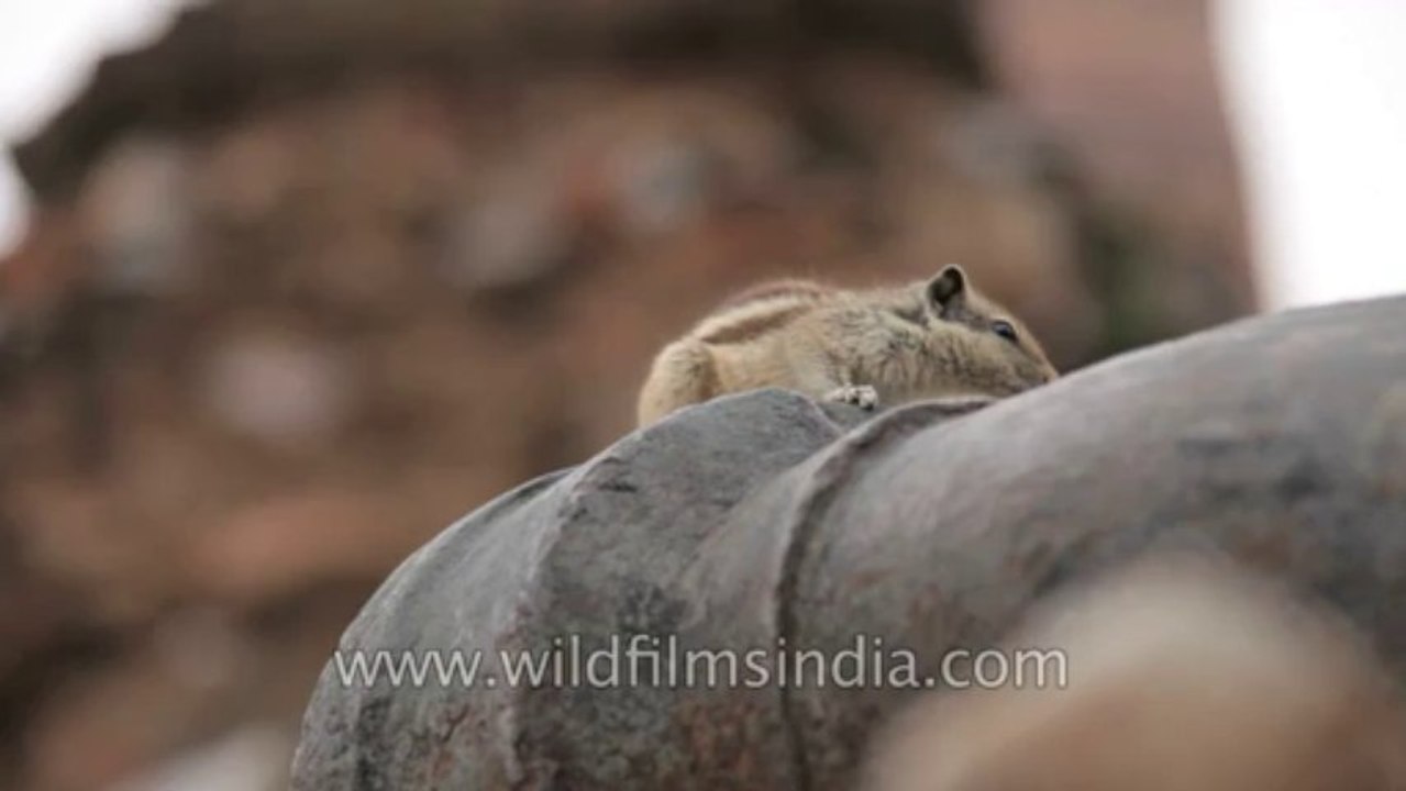 Qutub Minar-26