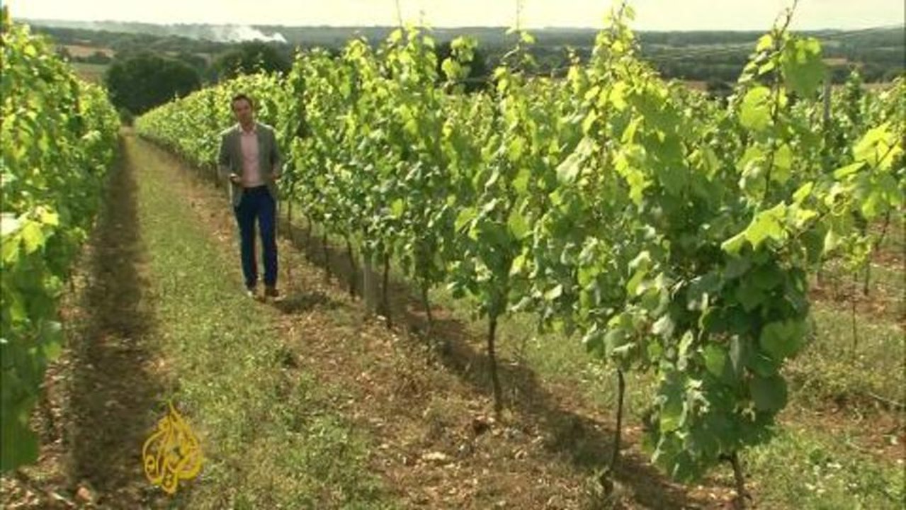 UK vineyard numbers on the rise