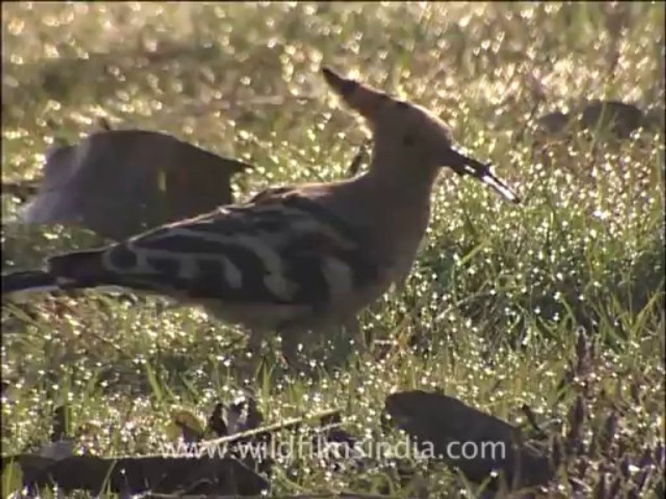 wildlife birds-21
