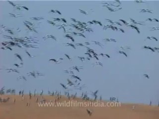 wildlife birds-27