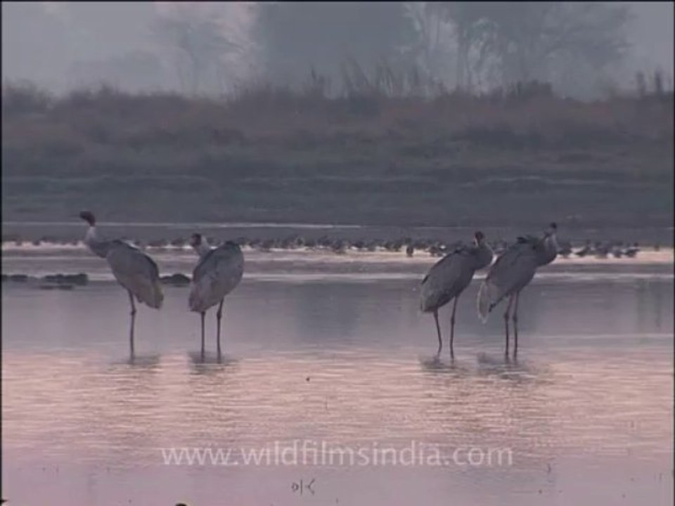 wildlife birds-3