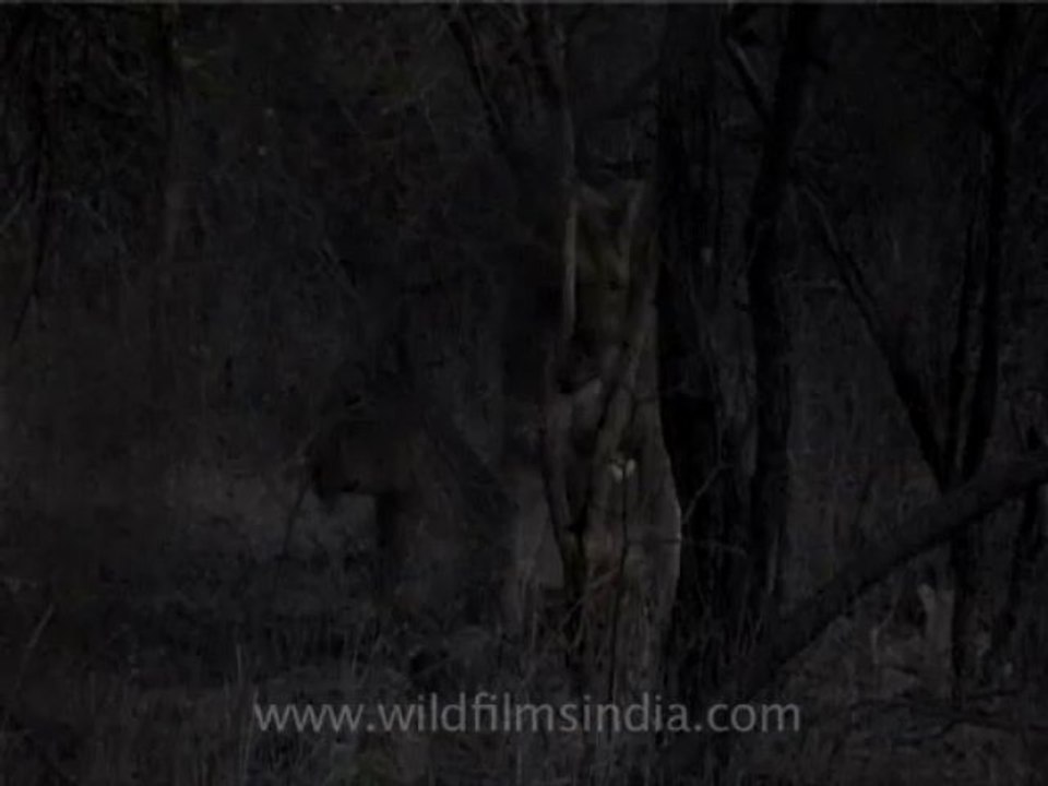 wildlife lions-4