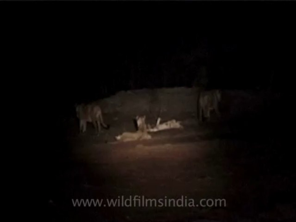 wildlife lions-5