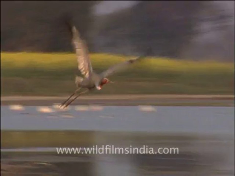 Wildlife-birds-9-5