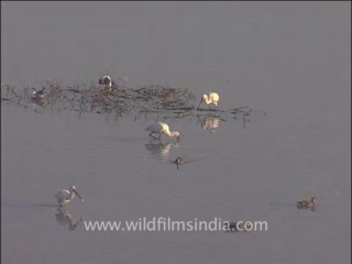 Wildlife-birds-10-5