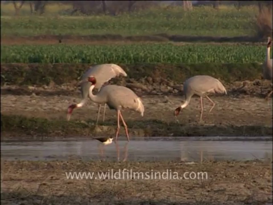 Wildlife-birds-9-3