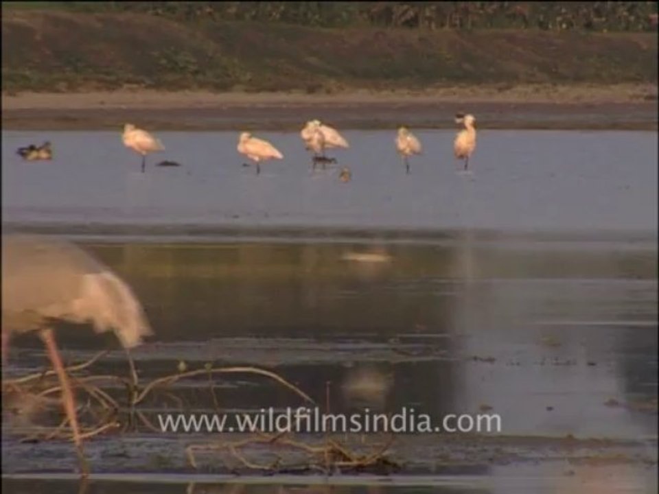 Wildlife-birds-9-6