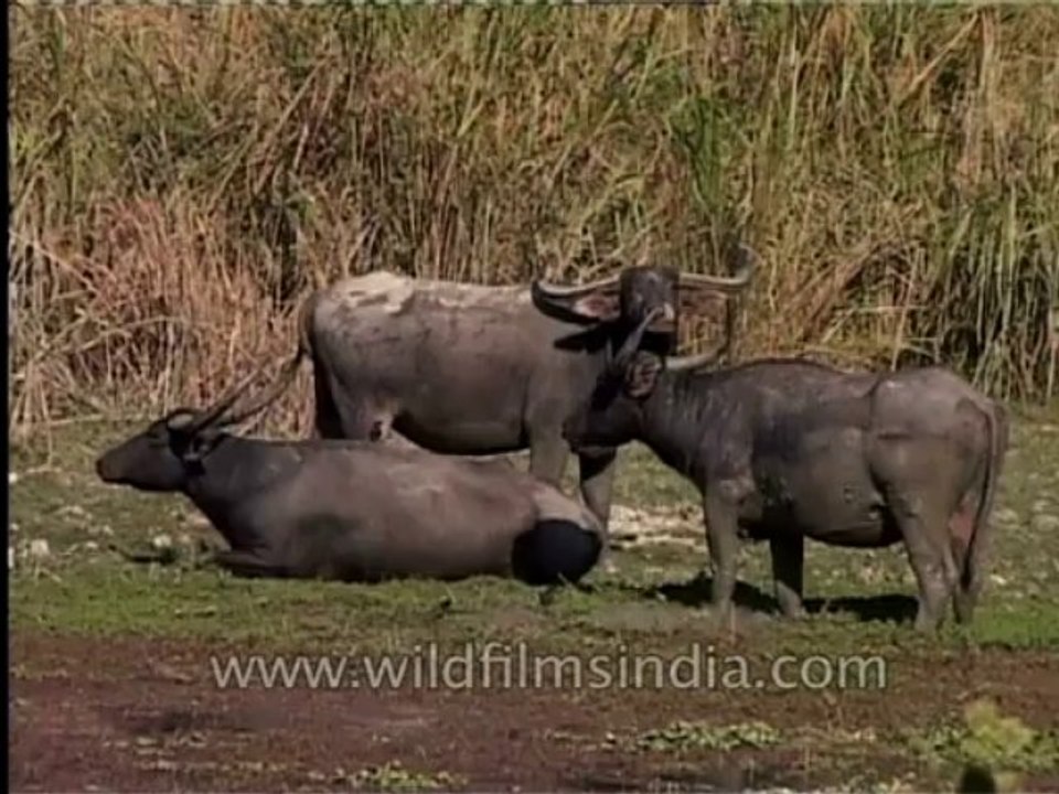 wildlife-buffaloes-1