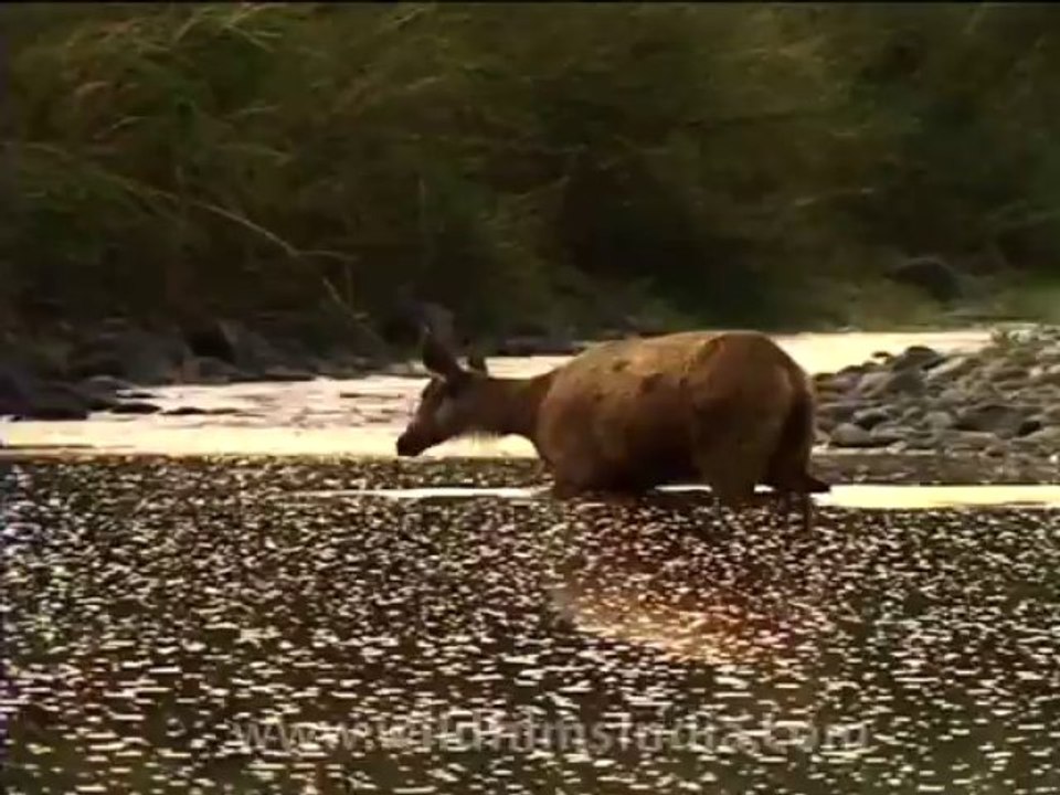 wildlife-deer-4