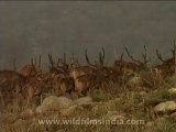 wildlife-deer-7