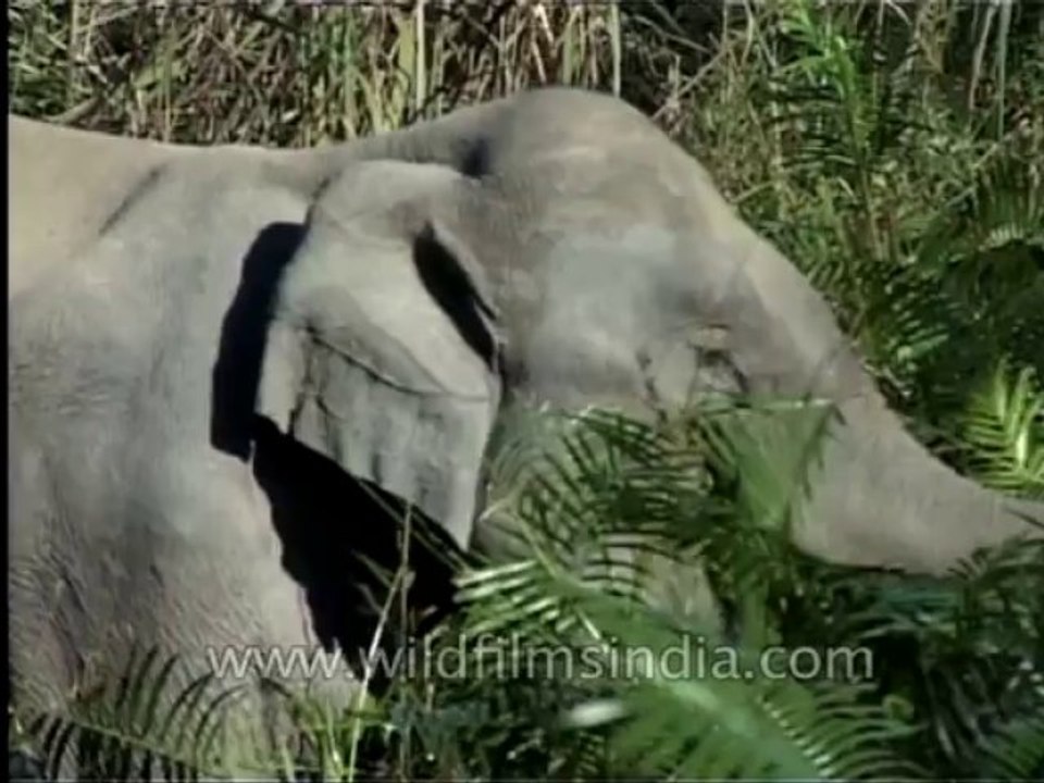 wildlife-elephant-1
