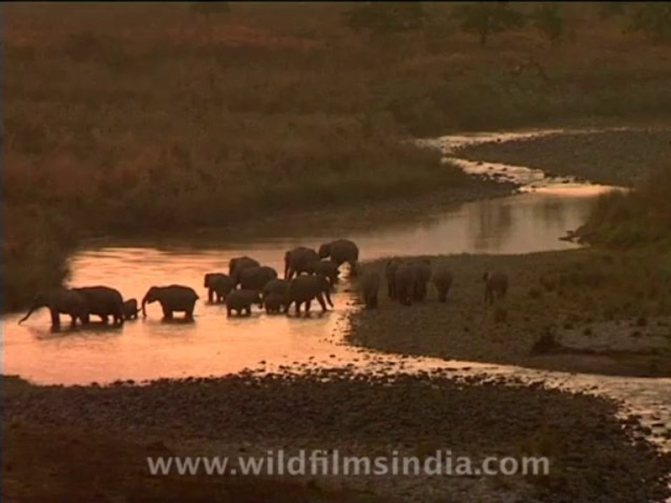 wildlife-elephants-3