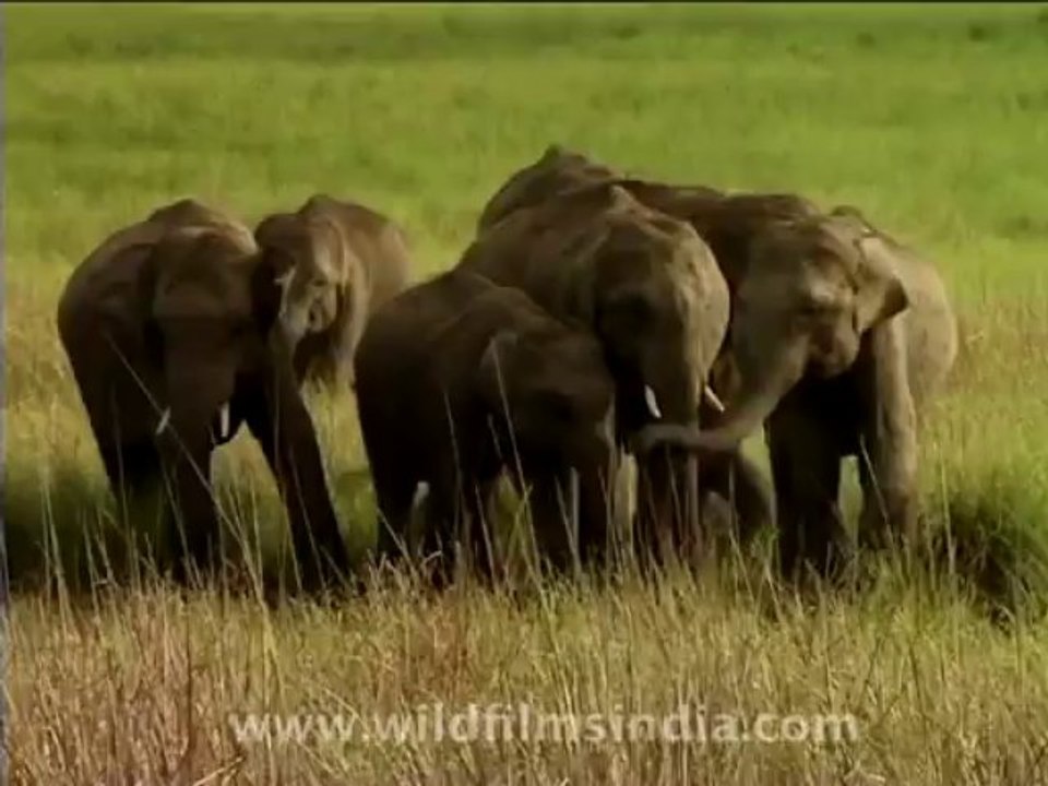 wildlife-elephants-4
