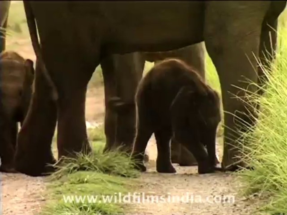 wildlife-elephants-5