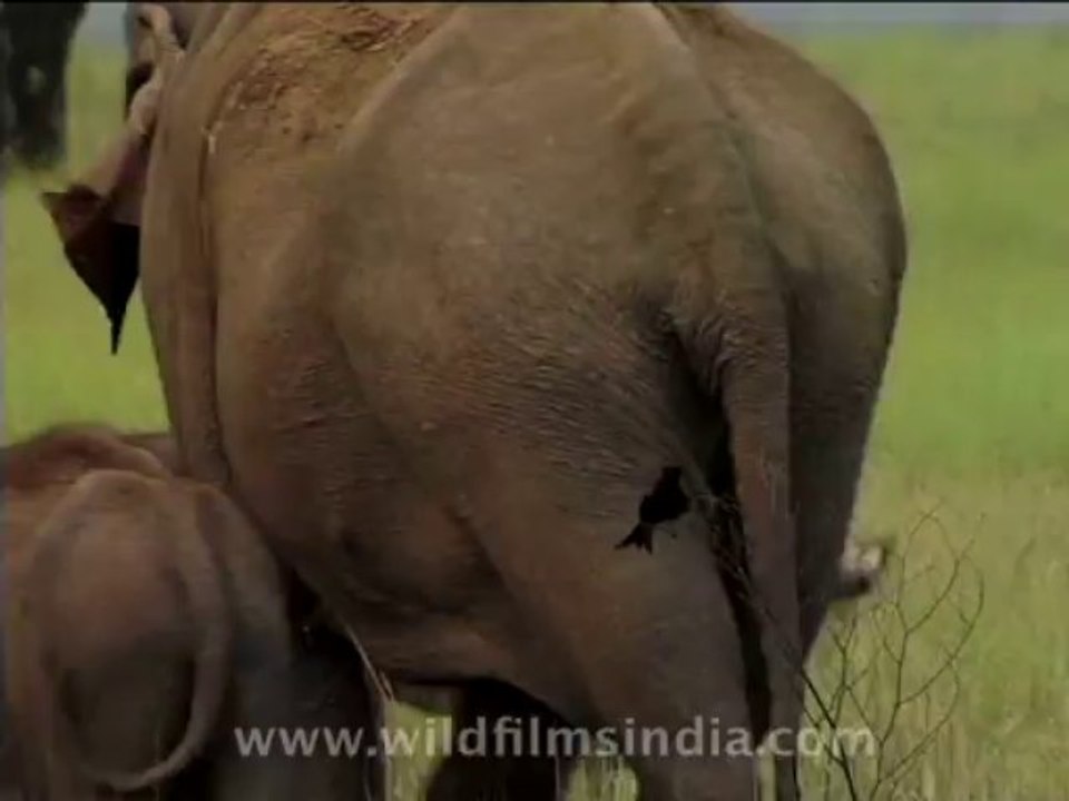 wildlife-elephants-7
