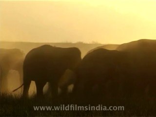 wildlife-elephants-8