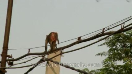 Azadpur-sabzi-mandi-monkey-1
