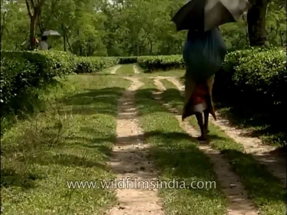 Bagdogra-tea garden-9