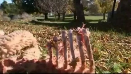 Le loup étend son territoire de chasse en France