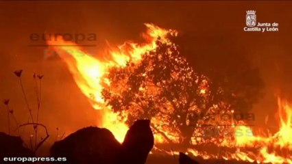 Download Video: Incendio de Zamora, estabilizado pero no extinguido