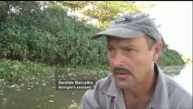 Brasile: morìa di pesci, inquinato lago del Parco...