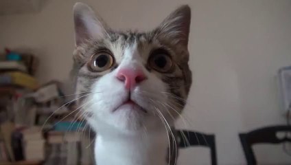 Ce Chat joue avec des glaçons - Trop mignon.