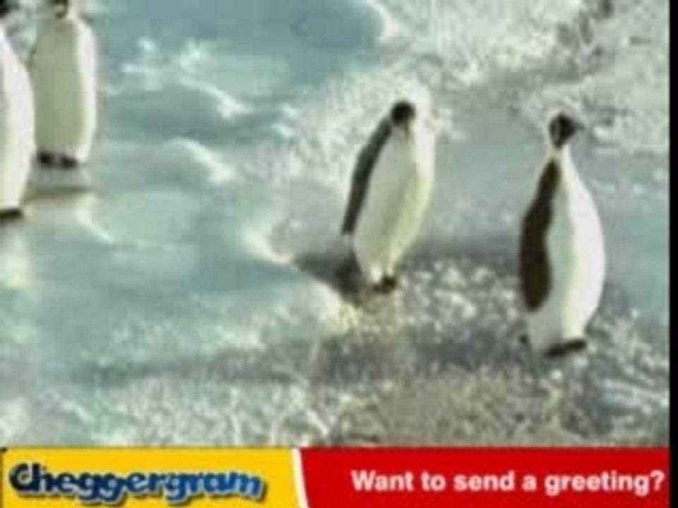 "Régis est un con" le pingouin Régis