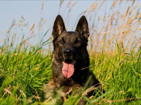 Hommage au Multi Champion Ray-Ban des Plaines de Thiérache