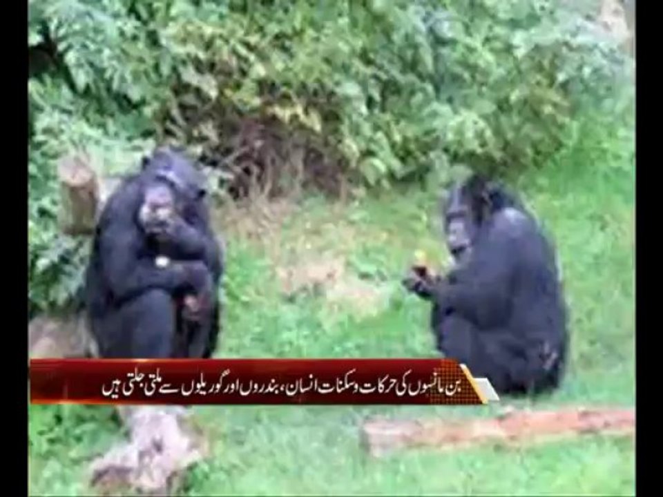 AK-Pkg Ajmal Shobi