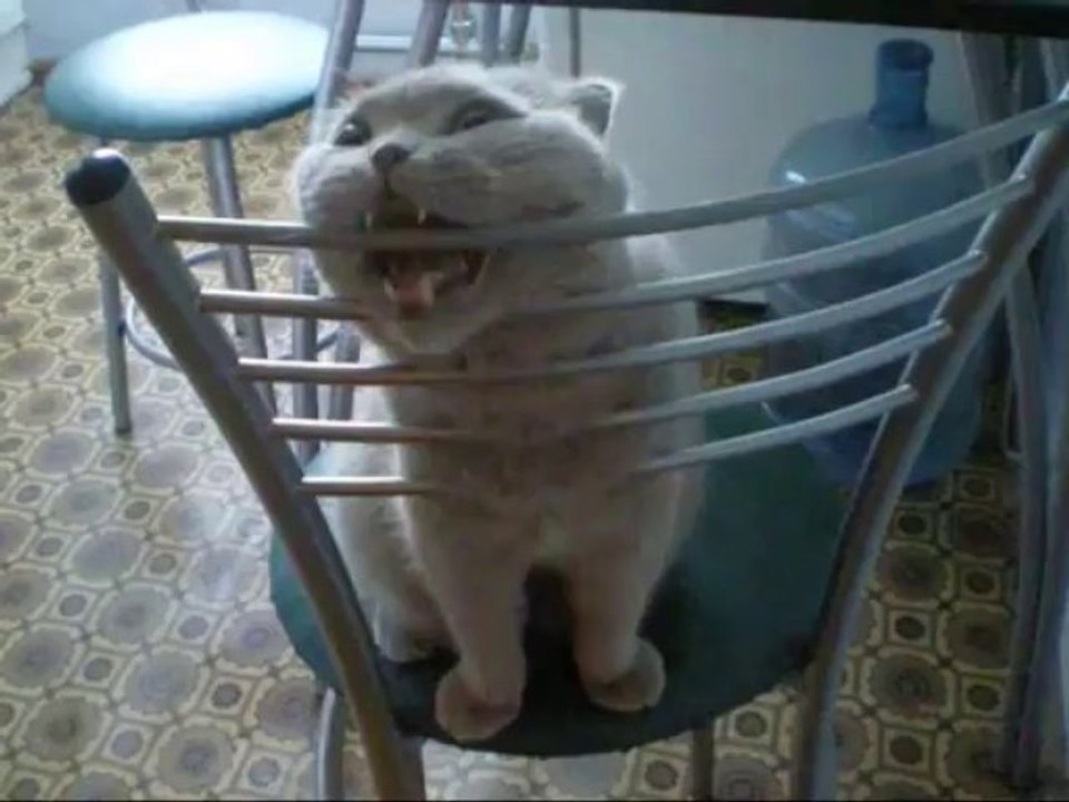 Funny cat and chair