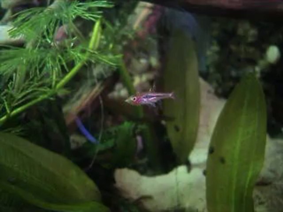 Bororas Brigittae