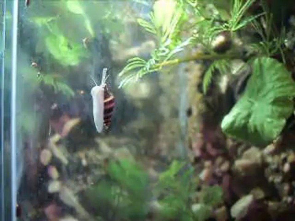 Assassin Snail