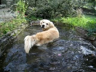 Pitou dans le Bassin