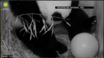 Giant Panda Gives Birth