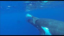 Baleines presqu'île Tahiti avec Tahiti Iti Diving