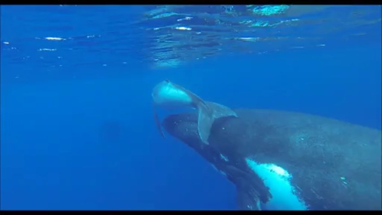 Baleines presqu'île Tahiti avec Tahiti Iti Diving